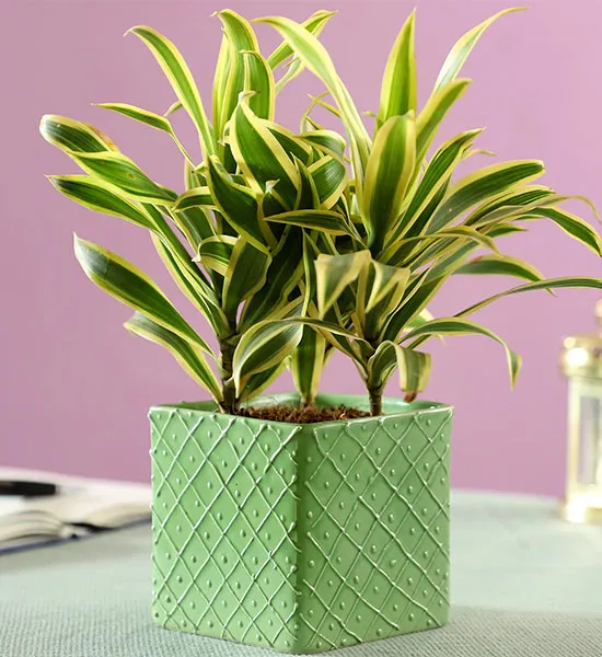 onlineplantsimages