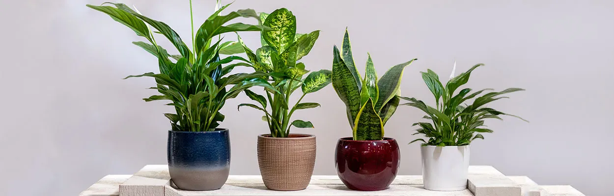 onlineplantsimages