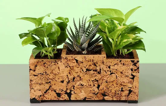 onlineplantsimages