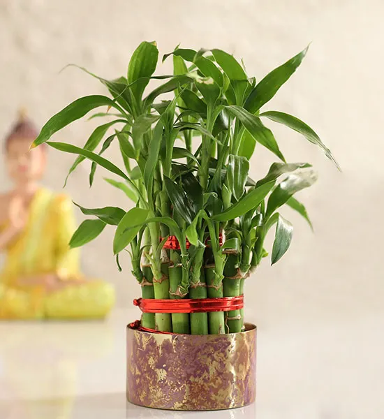 onlineplantsimages