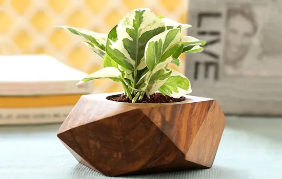 onlineplantsimages